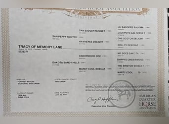 American Quarter Horse, Wałach, 13 lat, 152 cm, Cremello