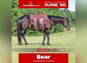 American Quarter Horse Mix, Wałach, 13 lat, 152 cm, Gniada