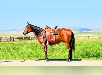 American Quarter Horse, Wałach, 13 lat, 152 cm, Gniada