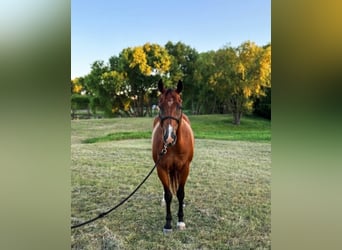 American Quarter Horse, Wałach, 13 lat, 152 cm, Gniada