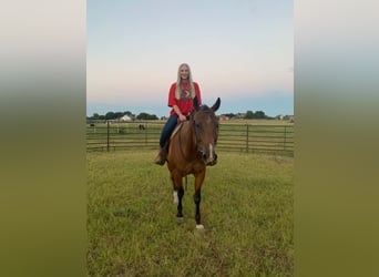 American Quarter Horse, Wałach, 13 lat, 152 cm, Gniada