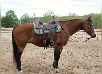 American Quarter Horse, Wałach, 13 lat, 152 cm, Gniada