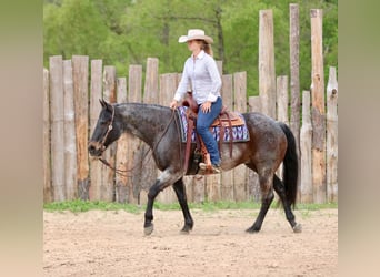 American Quarter Horse, Wałach, 13 lat, 152 cm, Gniadodereszowata