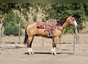 American Quarter Horse, Wałach, 13 lat, 152 cm, Jelenia