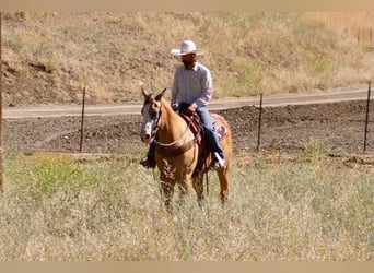 American Quarter Horse, Wałach, 13 lat, 152 cm, Jelenia
