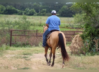 American Quarter Horse, Wałach, 13 lat, 152 cm, Jelenia