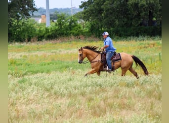 American Quarter Horse, Wałach, 13 lat, 152 cm, Jelenia