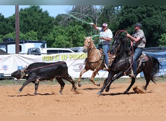 American Quarter Horse, Wałach, 13 lat, 152 cm, Kara