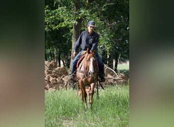 American Quarter Horse, Wałach, 13 lat, 152 cm, Kasztanowatodereszowata