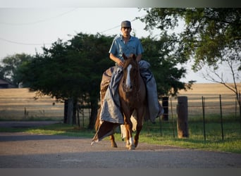 American Quarter Horse, Wałach, 13 lat, 152 cm, Kasztanowatodereszowata