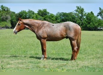 American Quarter Horse, Wałach, 13 lat, 152 cm, Kasztanowatodereszowata