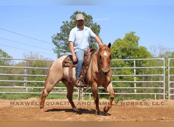 American Quarter Horse, Wałach, 13 lat, 152 cm, Kasztanowatodereszowata