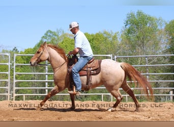 American Quarter Horse, Wałach, 13 lat, 152 cm, Kasztanowatodereszowata