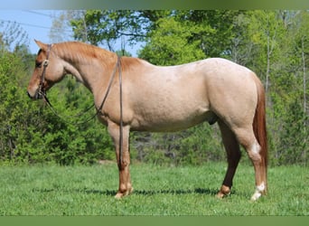 American Quarter Horse, Wałach, 13 lat, 152 cm, Kasztanowatodereszowata