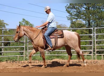 American Quarter Horse, Wałach, 13 lat, 152 cm, Kasztanowatodereszowata