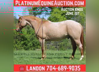 American Quarter Horse, Wałach, 13 lat, 152 cm, Kasztanowatodereszowata