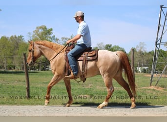 American Quarter Horse, Wałach, 13 lat, 152 cm, Kasztanowatodereszowata