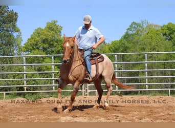 American Quarter Horse, Wałach, 13 lat, 152 cm, Kasztanowatodereszowata