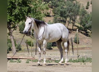 American Quarter Horse, Wałach, 13 lat, 152 cm, Siwa