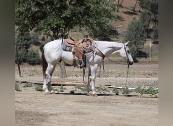 American Quarter Horse, Wałach, 13 lat, 152 cm, Siwa