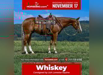 American Quarter Horse, Wałach, 13 lat, 155 cm, Cisawa