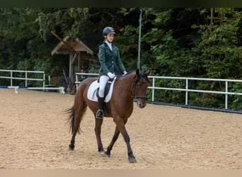 American Quarter Horse Mix, Wałach, 13 lat, 155 cm, Gniada