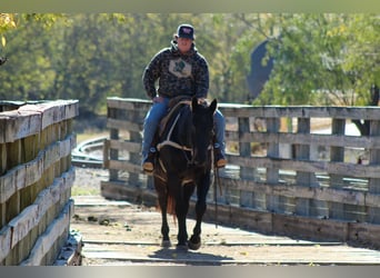 American Quarter Horse, Wałach, 13 lat, 155 cm, Gniadodereszowata