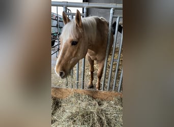 American Quarter Horse, Wałach, 13 lat, 155 cm, Izabelowata