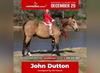 American Quarter Horse, Wałach, 13 lat, 155 cm, Jelenia