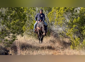 American Quarter Horse, Wałach, 13 lat, 155 cm, Kara