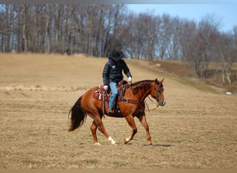 American Quarter Horse, Wałach, 13 lat, 157 cm, Ciemnokasztanowata