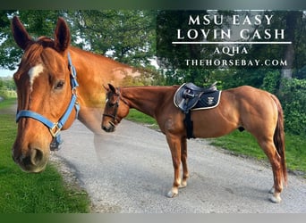 American Quarter Horse, Wałach, 13 lat, 157 cm, Cisawa