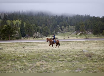 American Quarter Horse, Wałach, 13 lat, 157 cm, Cisawa