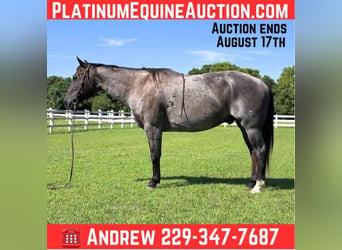 American Quarter Horse, Wałach, 13 lat, 160 cm, Gniadodereszowata