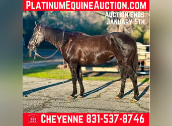 American Quarter Horse, Wałach, 13 lat, 160 cm, Kara