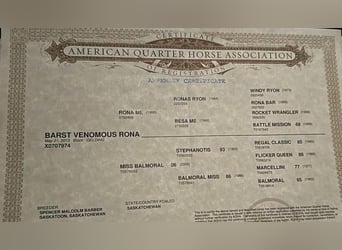 American Quarter Horse, Wałach, 13 lat, 160 cm, Kara