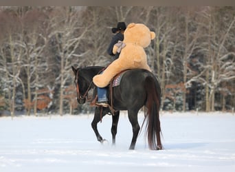 American Quarter Horse, Wałach, 13 lat, 160 cm, Karodereszowata