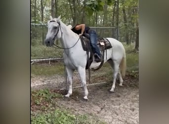 American Quarter Horse, Wałach, 13 lat, 160 cm, Siwa