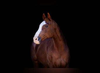 American Quarter Horse, Wałach, 13 lat, 163 cm, Ciemnokasztanowata