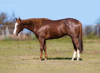 American Quarter Horse, Wałach, 13 lat, 163 cm, Ciemnokasztanowata