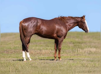 American Quarter Horse, Wałach, 13 lat, 163 cm, Ciemnokasztanowata