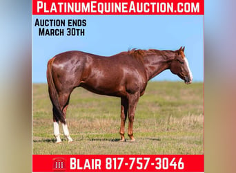 American Quarter Horse, Wałach, 13 lat, 163 cm, Ciemnokasztanowata