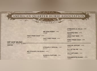 American Quarter Horse, Wałach, 13 lat, 163 cm, Ciemnokasztanowata
