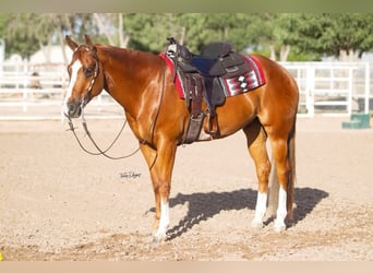 American Quarter Horse, Wałach, 13 lat, 163 cm, Cisawa