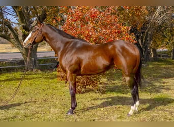 American Quarter Horse, Wałach, 13 lat, 163 cm, Gniada