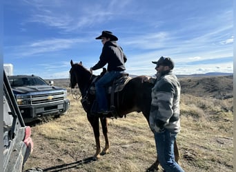 American Quarter Horse, Wałach, 13 lat, Cisawa