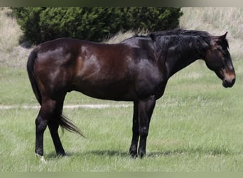 American Quarter Horse, Wałach, 13 lat, Gniada