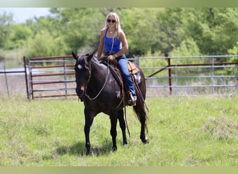 American Quarter Horse, Wałach, 13 lat, Gniada