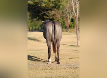 American Quarter Horse, Wałach, 13 lat, Grullo