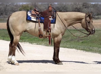 American Quarter Horse, Wałach, 13 lat, Grullo